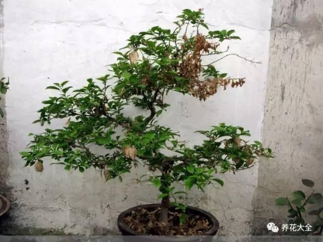開完花教你這樣修剪,明年開的花比今年多10倍!