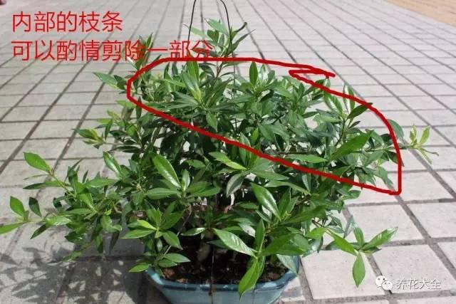 開完花教你這樣修剪,明年開的花比今年多10倍!