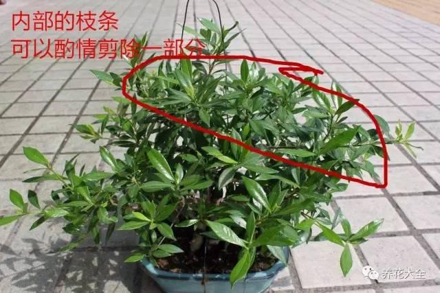 開完花教你這樣修剪，明年開的花比今年多10倍！