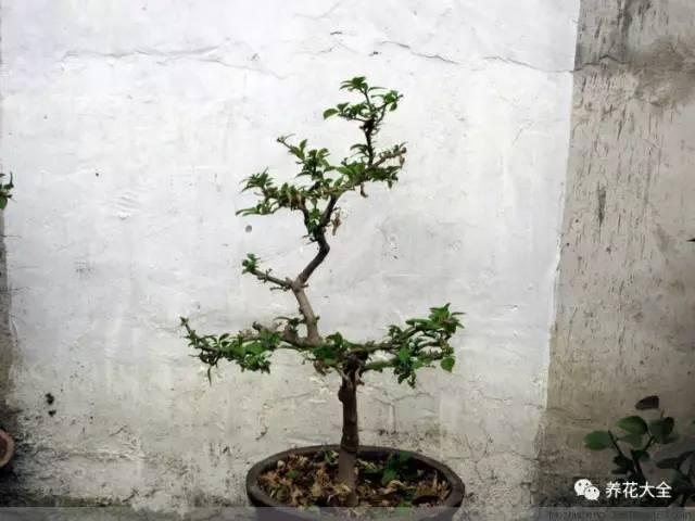 開完花教你這樣修剪,明年開的花比今年多10倍!