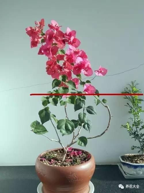 開完花教你這樣修剪,明年開的花比今年多10倍!