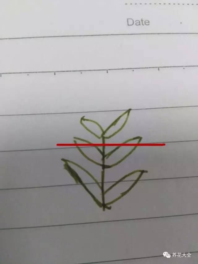 開完花教你這樣修剪,明年開的花比今年多10倍!