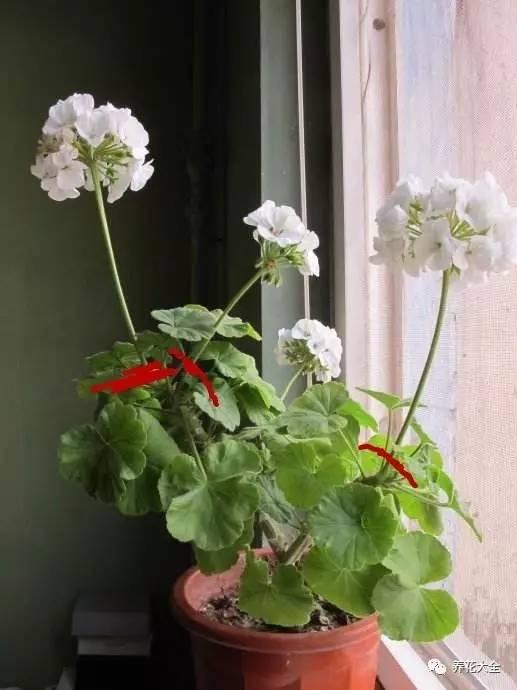 開完花教你這樣修剪,明年開的花比今年多10倍!