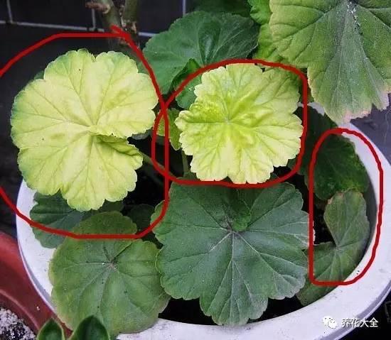 開完花教你這樣修剪,明年開的花比今年多10倍!