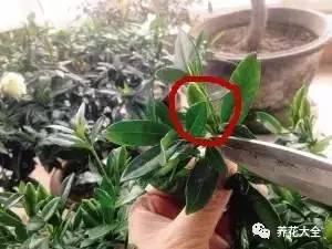 開完花教你這樣修剪,明年開的花比今年多10倍!