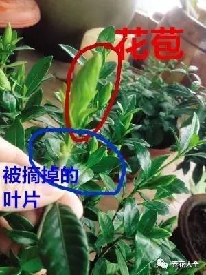 開完花教你這樣修剪,明年開的花比今年多10倍!