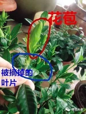 開完花教你這樣修剪，明年開的花比今年多10倍！