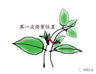 開完花教你這樣修剪,明年開的花比今年多10倍!