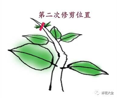 開完花教你這樣修剪,明年開的花比今年多10倍!