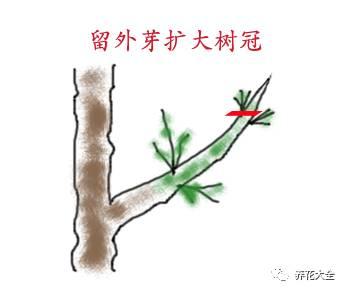 開完花教你這樣修剪,明年開的花比今年多10倍!