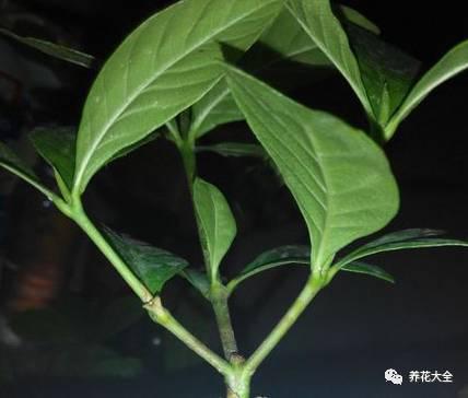 開完花教你這樣修剪,明年開的花比今年多10倍!