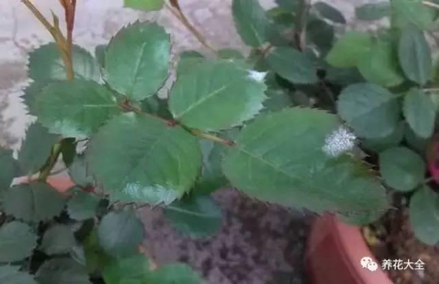 開完花教你這樣修剪,明年開的花比今年多10倍!