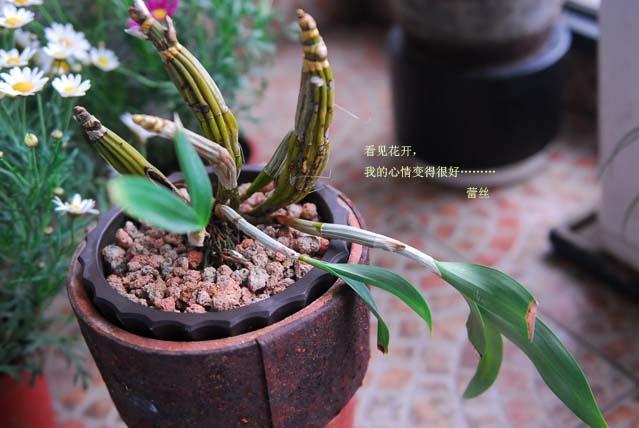 只有一個小陽台種花,也要努力使它變得奼紫嫣紅!