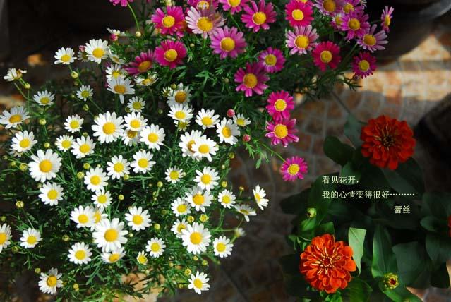 只有一個小陽台種花,也要努力使它變得奼紫嫣紅!