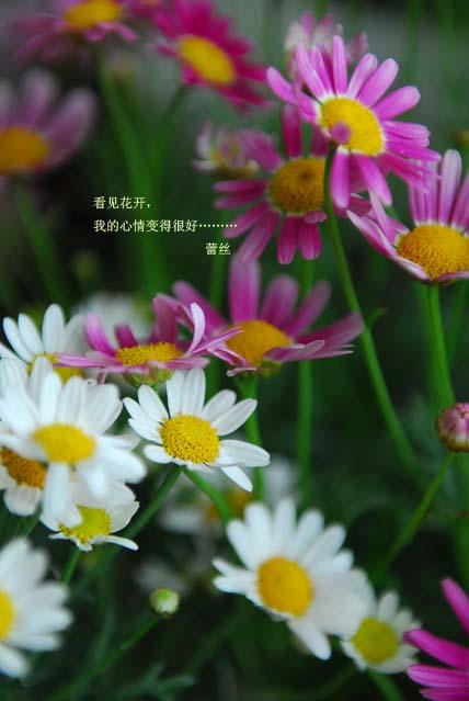 只有一個小陽台種花,也要努力使它變得奼紫嫣紅!