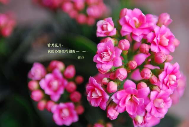 只有一個小陽台種花,也要努力使它變得奼紫嫣紅!
