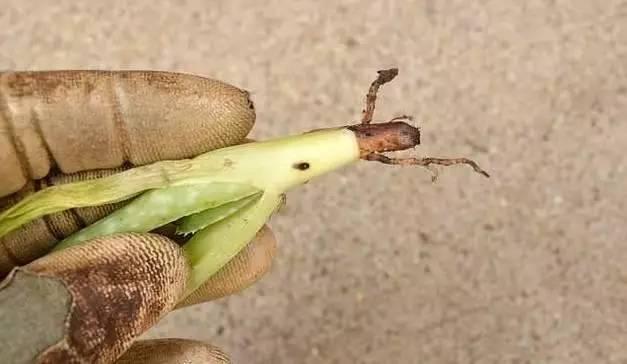蘆薈竟然有這麼多功效,夏天家裡養100盆都不嫌多!