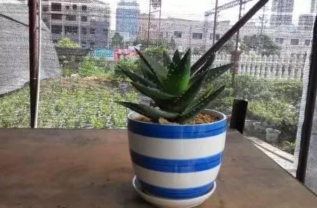 蘆薈竟然有這麼多功效,夏天家裡養100盆都不嫌多!