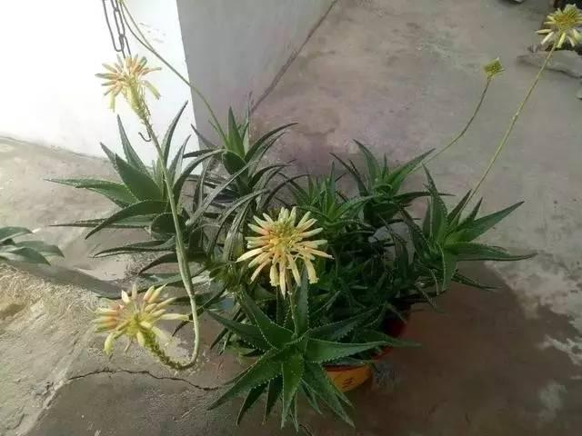 蘆薈竟然有這麼多功效,夏天家裡養100盆都不嫌多!