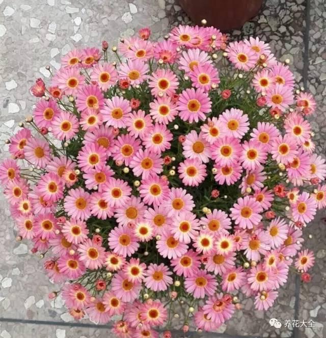 去養花高手家串門,發現花都被剪禿了,知道為啥?
