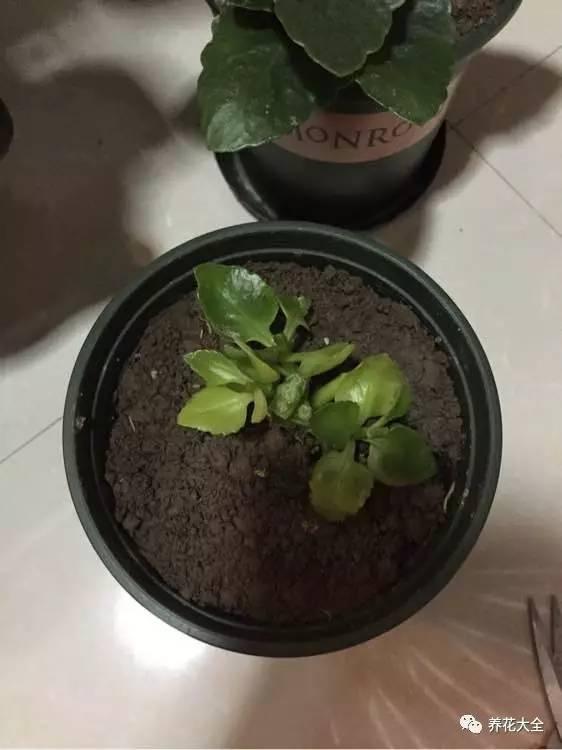 去養花高手家串門,發現花都被剪禿了,知道為啥?