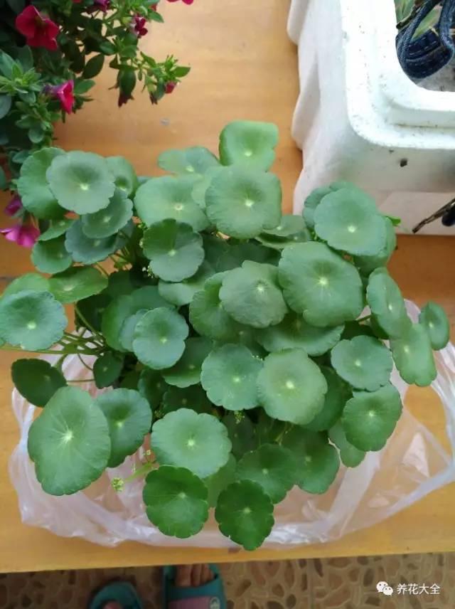 去養花高手家串門,發現花都被剪禿了,知道為啥?