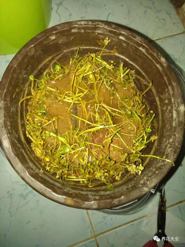 去養花高手家串門,發現花都被剪禿了,知道為啥?