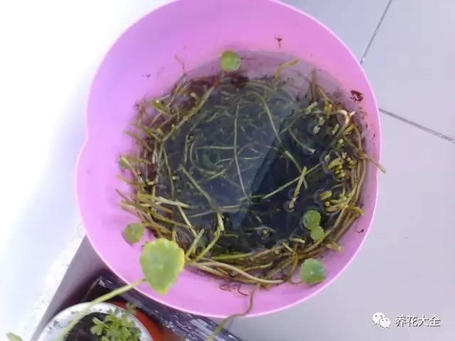 去養花高手家串門,發現花都被剪禿了,知道為啥?
