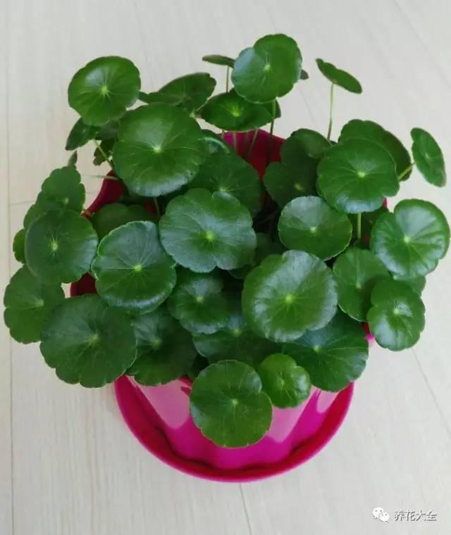去養花高手家串門,發現花都被剪禿了,知道為啥?