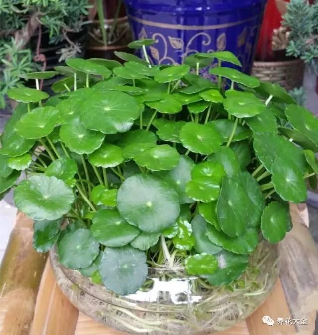 去養花高手家串門,發現花都被剪禿了,知道為啥?