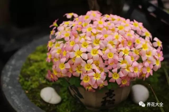 去養花高手家串門,發現花都被剪禿了,知道為啥?