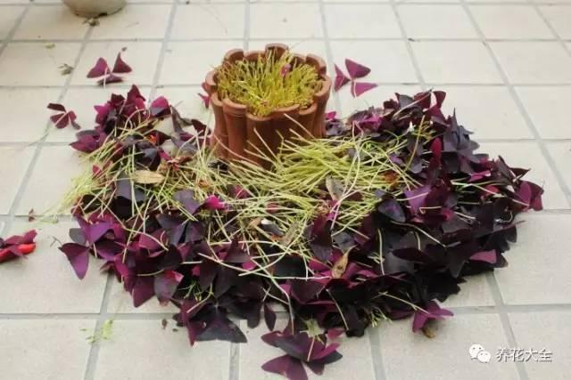去養花高手家串門,發現花都被剪禿了,知道為啥?