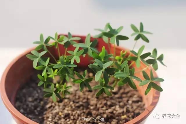去養花高手家串門,發現花都被剪禿了,知道為啥?
