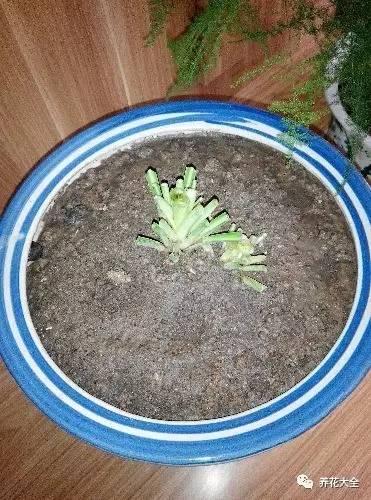 去養花高手家串門,發現花都被剪禿了,知道為啥?
