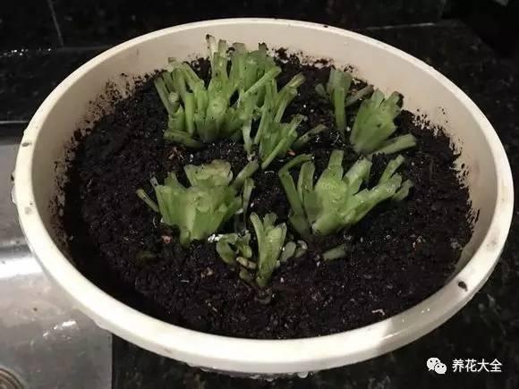 去養花高手家串門,發現花都被剪禿了,知道為啥?