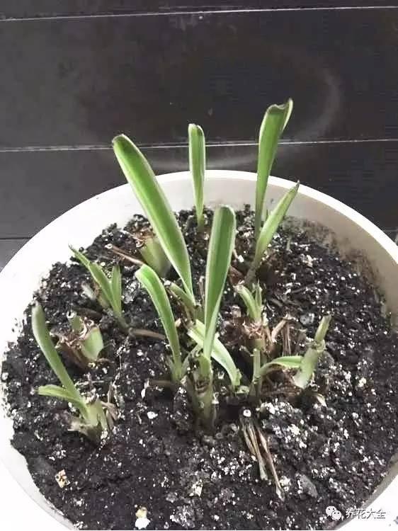 去養花高手家串門,發現花都被剪禿了,知道為啥?