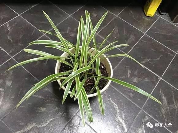 去養花高手家串門,發現花都被剪禿了,知道為啥?