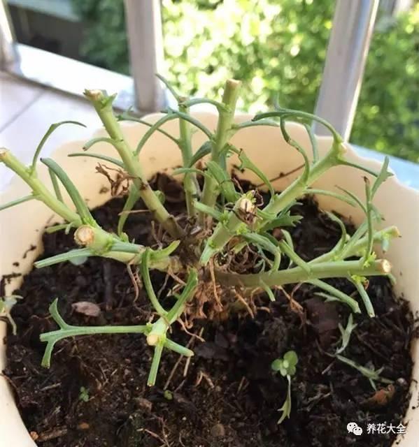 去養花高手家串門,發現花都被剪禿了,知道為啥?