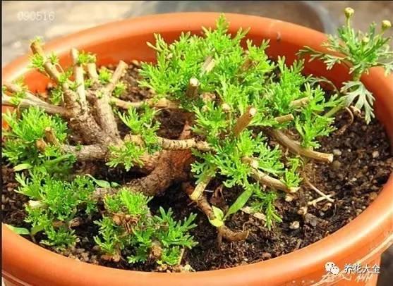 去養花高手家串門,發現花都被剪禿了,知道為啥?