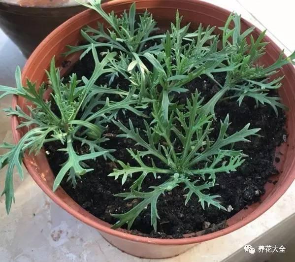 去養花高手家串門,發現花都被剪禿了,知道為啥?