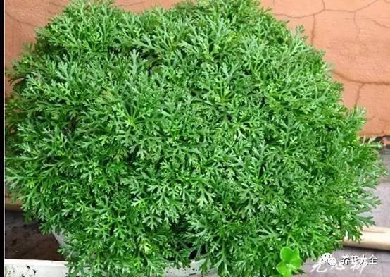 去養花高手家串門,發現花都被剪禿了,知道為啥?