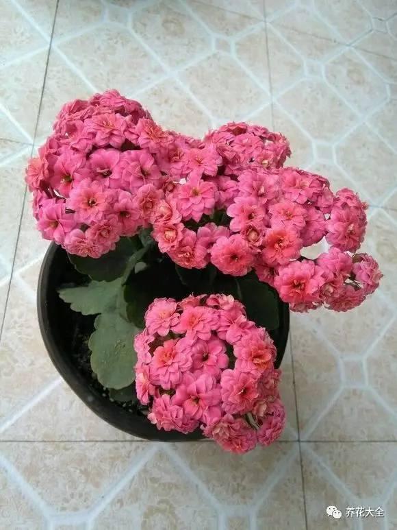 去養花高手家串門,發現花都被剪禿了,知道為啥?