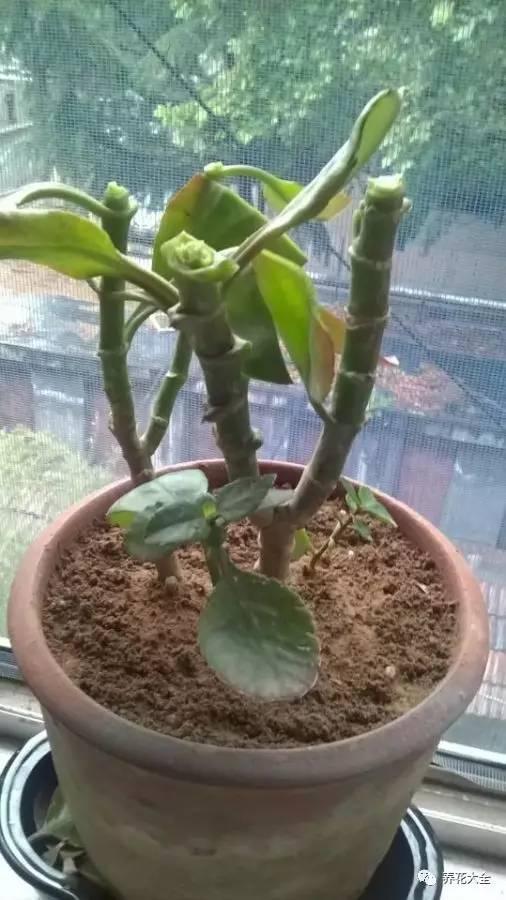 去養花高手家串門,發現花都被剪禿了,知道為啥?