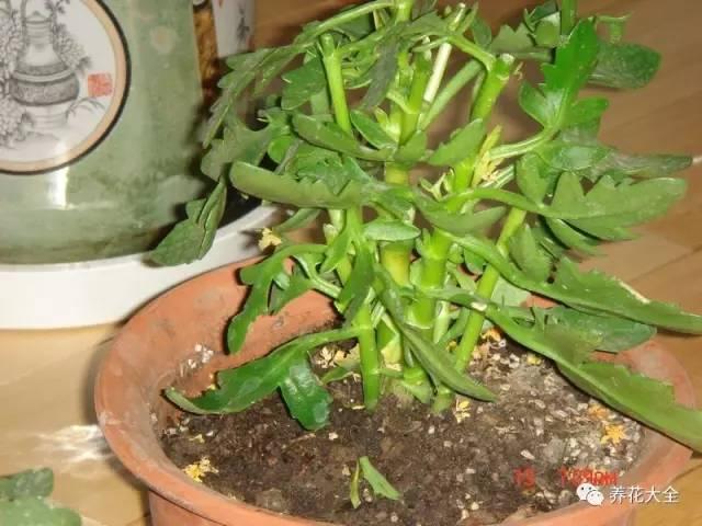 去養花高手家串門,發現花都被剪禿了,知道為啥?