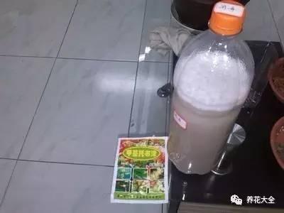 溫度太高,多肉月季又死了? 教你一招就能救活!