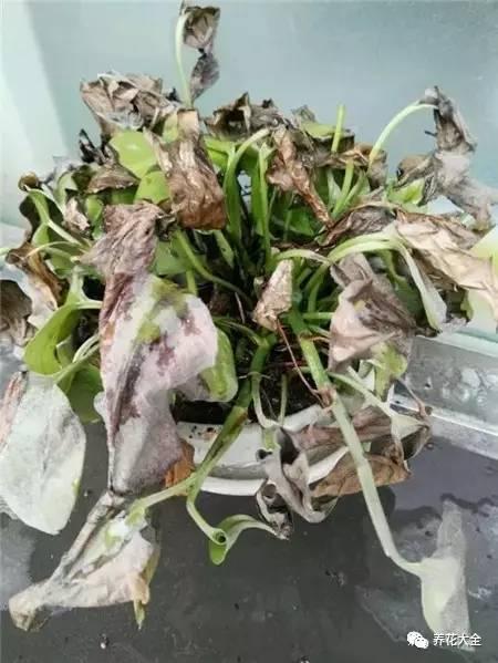 溫度太高,多肉月季又死了? 教你一招就能救活!