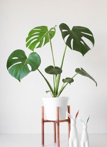 家居好盆友· 清涼無極限——意芙軟裝綠植薈萃!