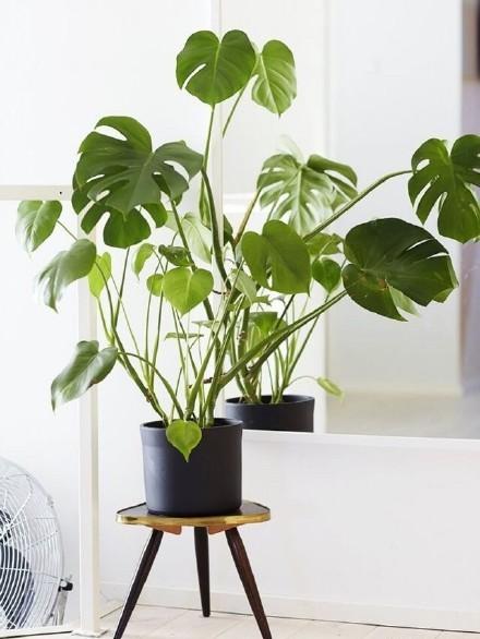 家居好盆友· 清涼無極限——意芙軟裝綠植薈萃!