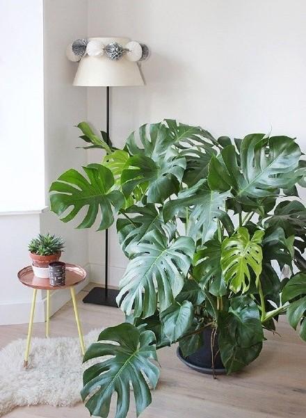 家居好盆友· 清涼無極限——意芙軟裝綠植薈萃!