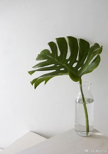 家居好盆友· 清涼無極限——意芙軟裝綠植薈萃!